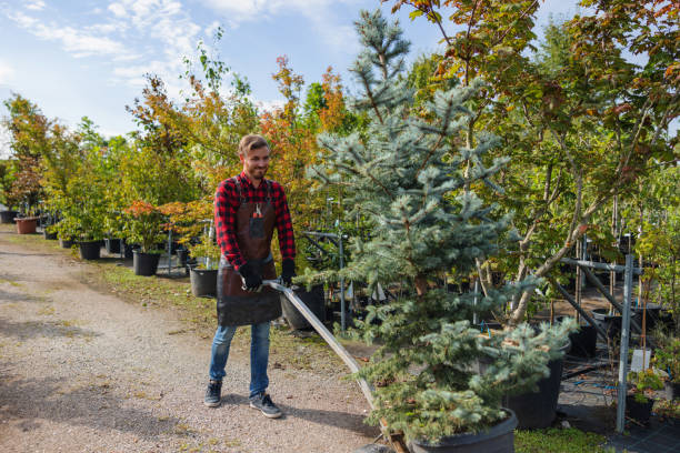 Tree and Shrub Care in Norwood, OK